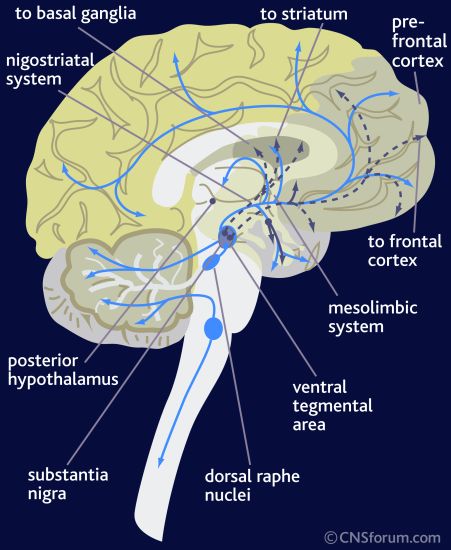 neuro path