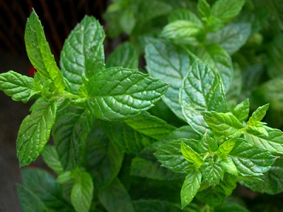 Treat acne the naturopathic way: Natural remedies that really work oils image title ykoaq