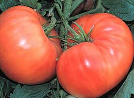 orange tomatoes 64