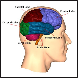 parts of a brain
