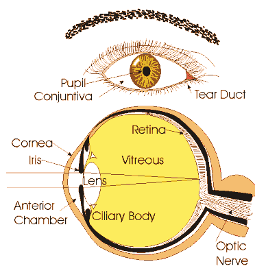 parts of the eye