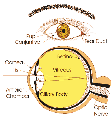 parts of the eye parts of the eye