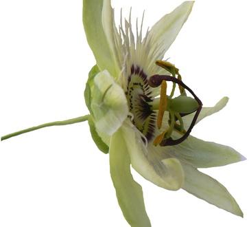 Most effective stress busting holistic medicines 11 Most effective stress busting holistic medicines passionflower image title yasec