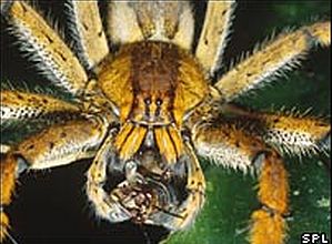 phoneutria nigriventer 64