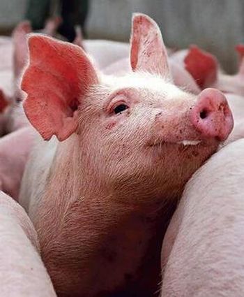 pigs dying from mystery disease 9