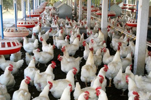 Poultry Poultry