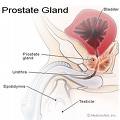 prostate gland 3203