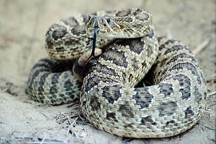 rattlesnake 3203