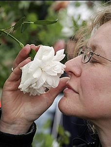 rose smell 64