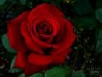 rose1 2112