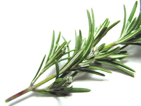 Fight jet lag with these simple aromatherapy solutions rosemary to keep yourself alert image title fzmii