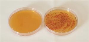 self destructing vaccine 72qkC 5965