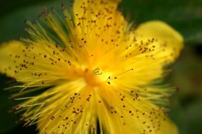 Most effective stress busting holistic medicines 9 Most effective stress busting holistic medicines st johns wort image title nrbm5