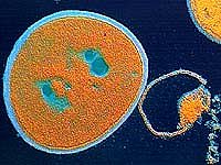 staph bacteria drug resistant 246