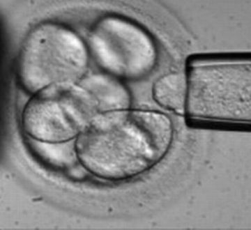stem cell researchers awarded nobel prize