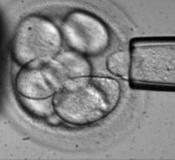 stem cell researchers awarded nobel prize stem cell researchers awarded nobel prize