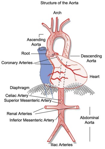 structure of aorta 4767
