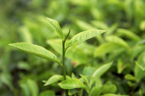 Best naturopathic medicines to treat blackheads on skin tea tree oil image title onenq