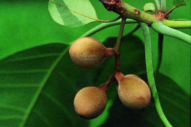 Triphala churna: 6 Negative side effects 3 Triphala churna: 6 Negative side effects terminalia belerica4 vd7yg cka8d