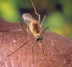 the culex quinquefasciatus mosquito can transmit t