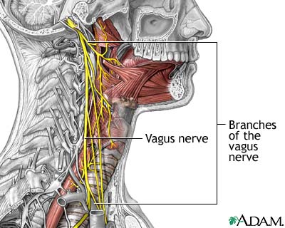 vagus nerve