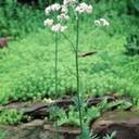 Most effective stress busting holistic medicines 14 Most effective stress busting holistic medicines valerian image title pievr