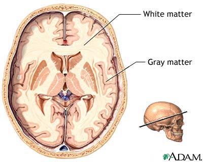 white matter